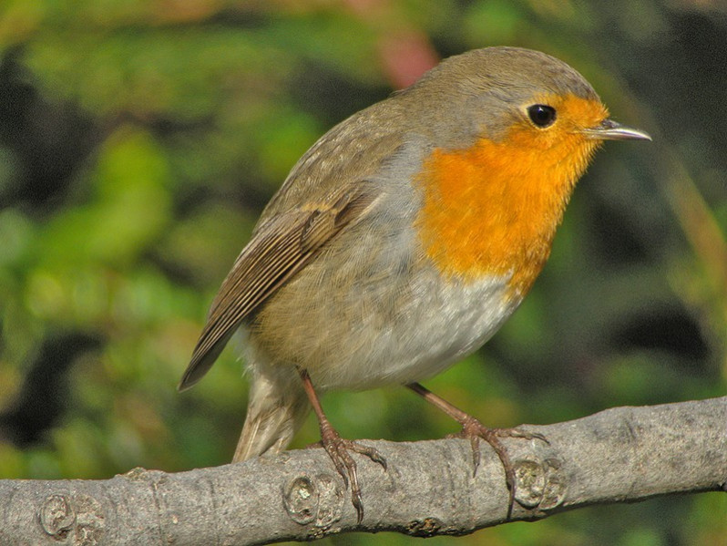 Erithacus rubecula adulte