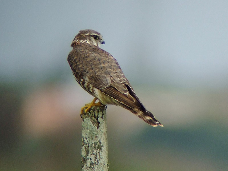 Falco columbarius adulte