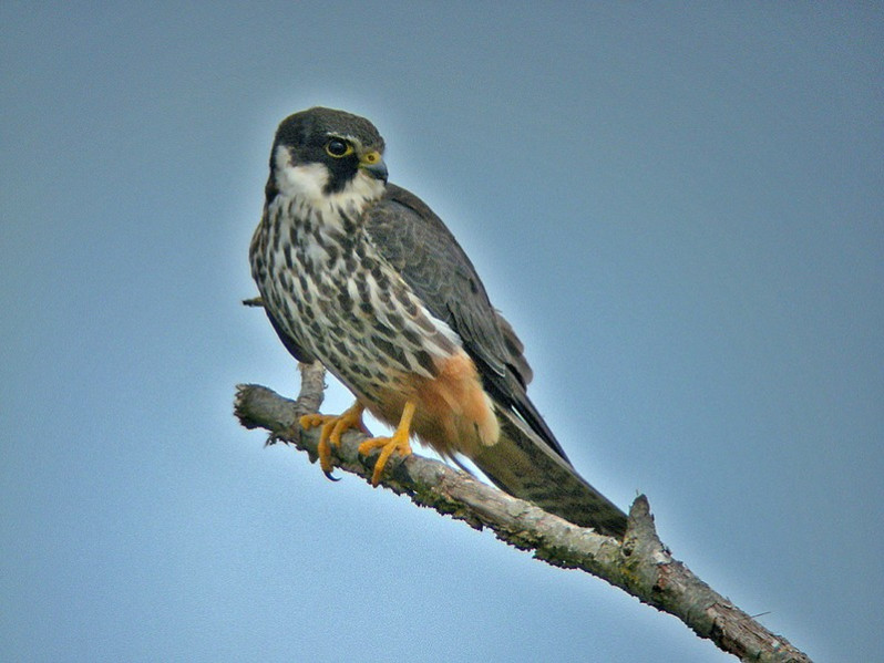 Falco subbuteo adulte