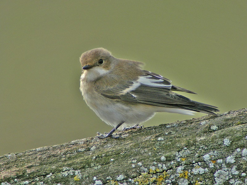 Ficedula hypoleuca adulte