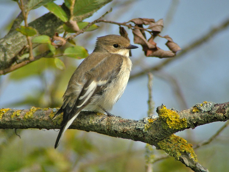 Ficedula hypoleuca adulte