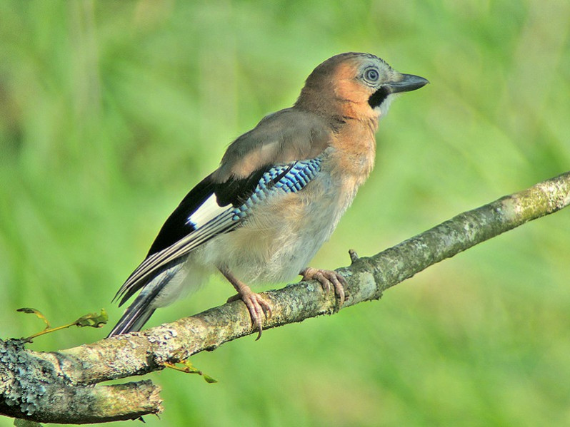 Garrulus glandarius adulte