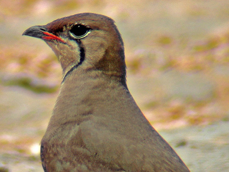 Glareola pratincola adulte
