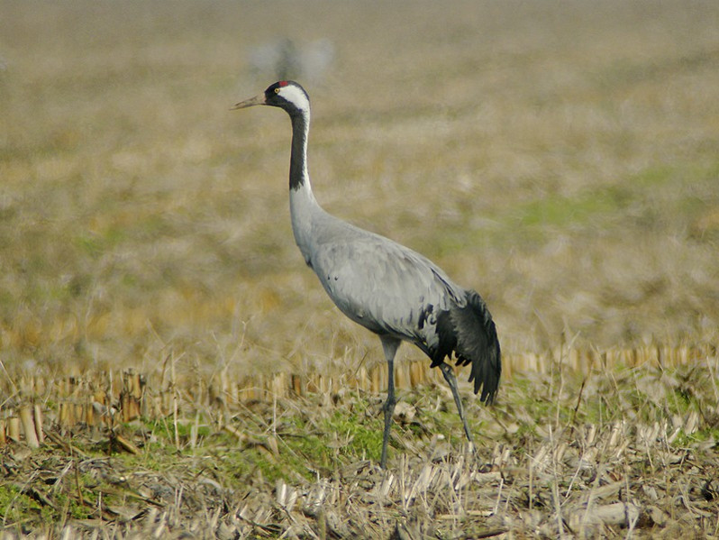 Grus grus adulte