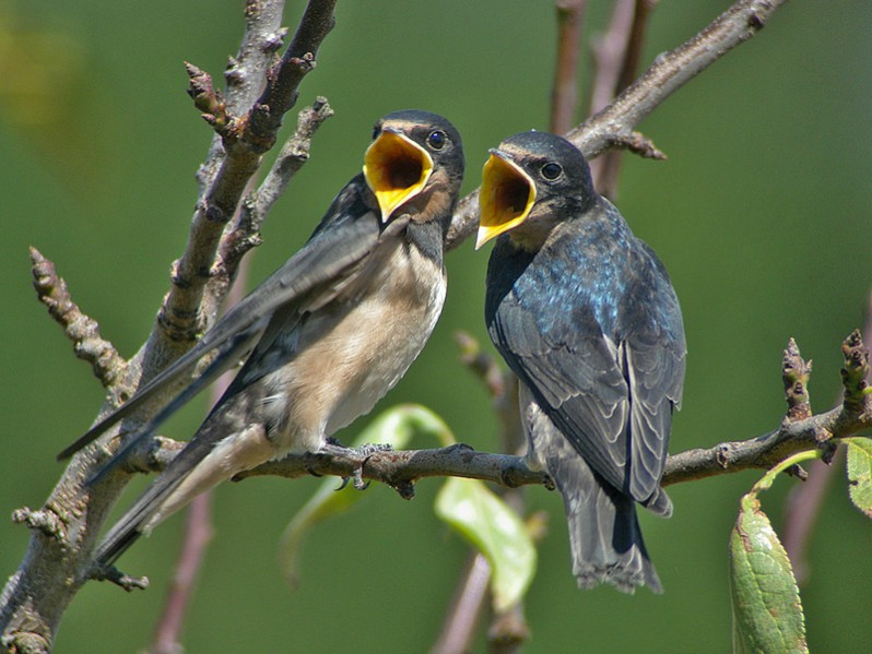 Hirundo rustica juvéniles