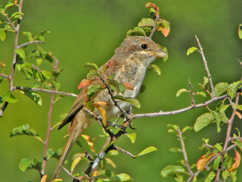 Lanius collurio juvénile