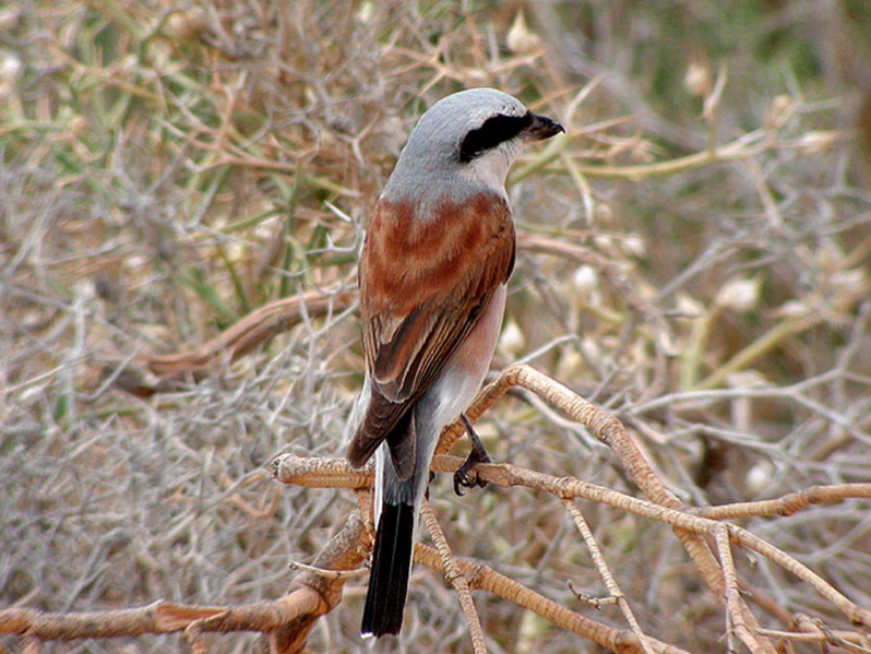 Lanius collurio adulte