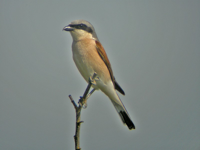 Lanius collurio adulte