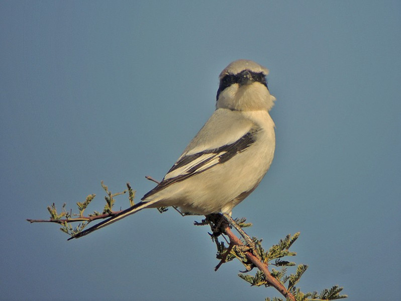 Lanius excubitor adulte
