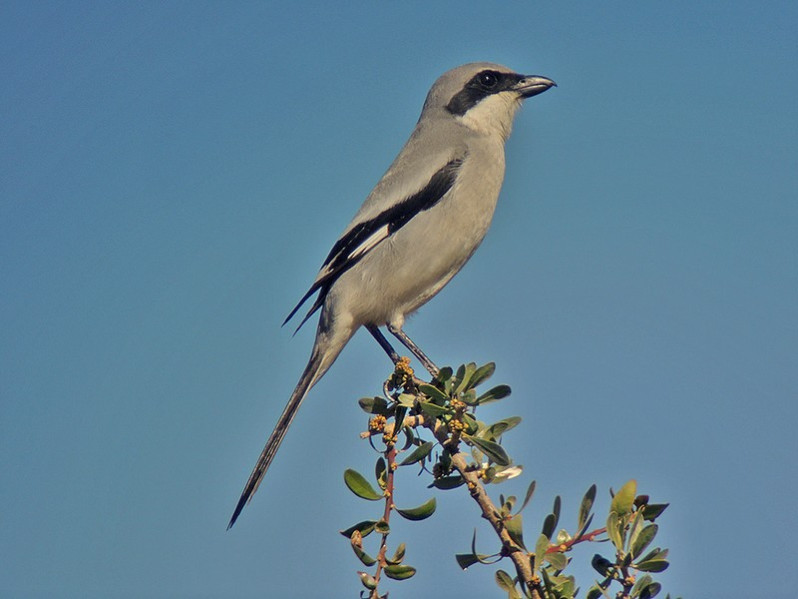 Lanius excubitor adulte