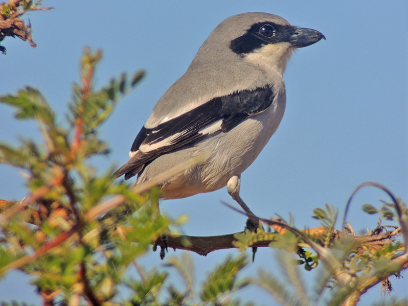 Lanius excubitor adulte