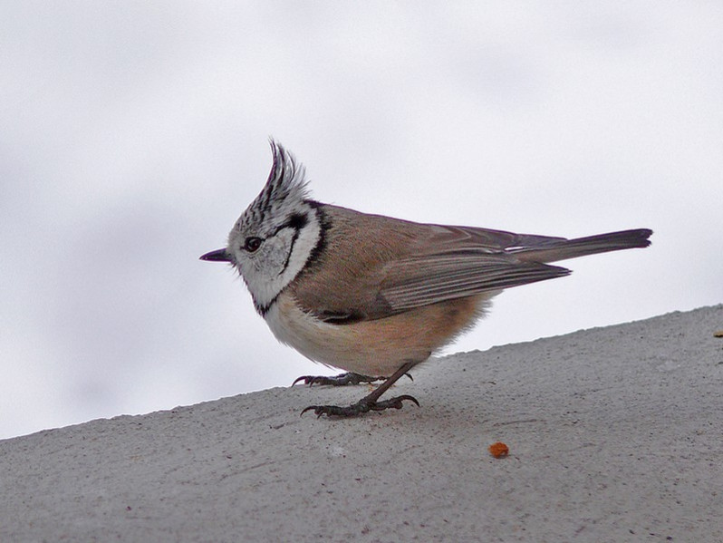 Lophophanes cristatus adulte