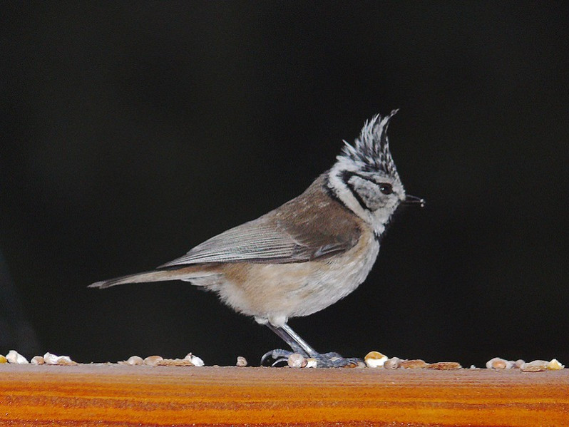 Lophophanes cristatus adulte