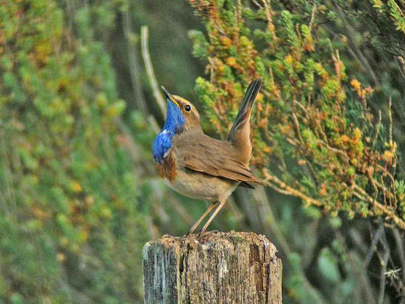 Luscinia svecicca adulte