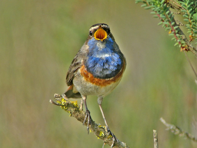 Luscinia svecicca adulte
