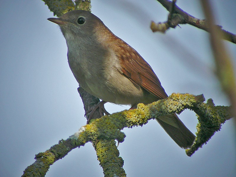 Luscinia megarhynchos adulte