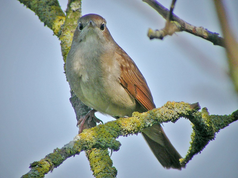 Luscinia megarhynchos adulte