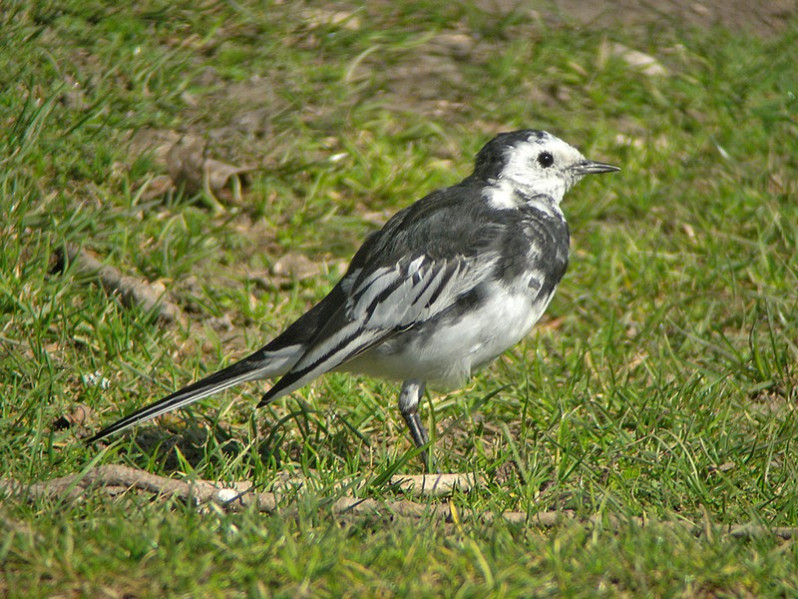 Motacilla alba yarreldii adulte
