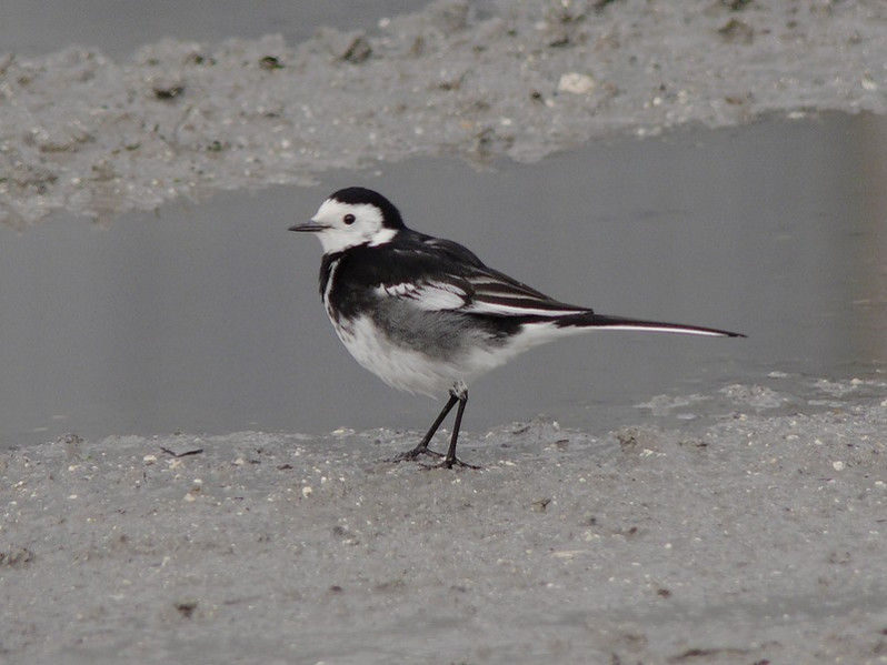 Motacilla alba yarreldii adulte