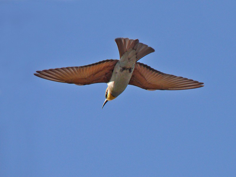 Merops apiaster adulte