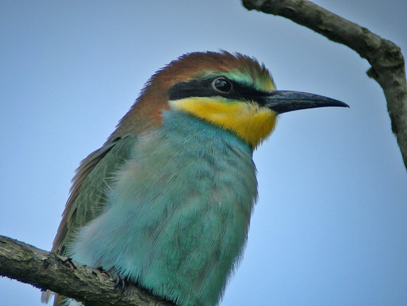 Merops apiaster immature