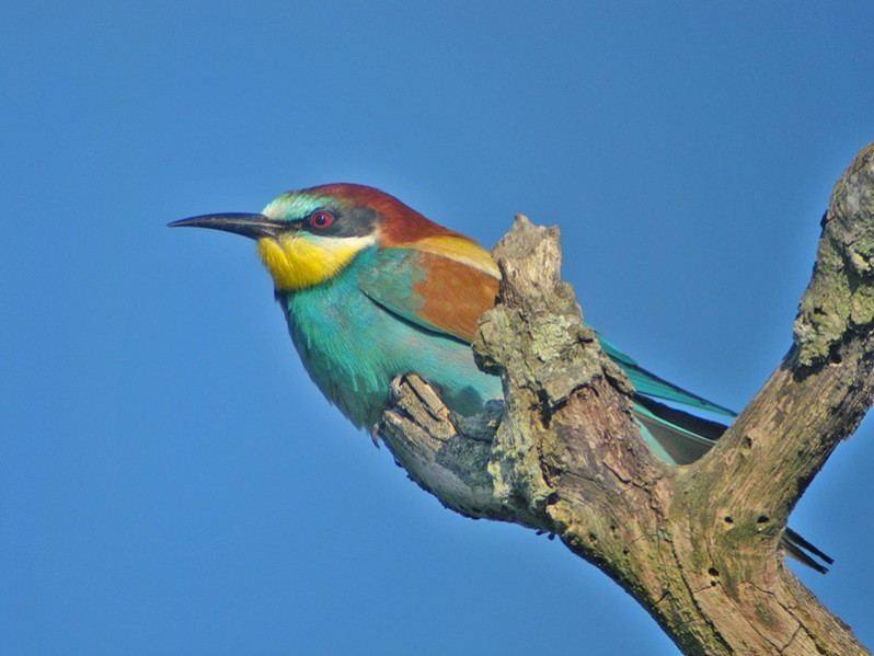 Merops apiaster adulte
