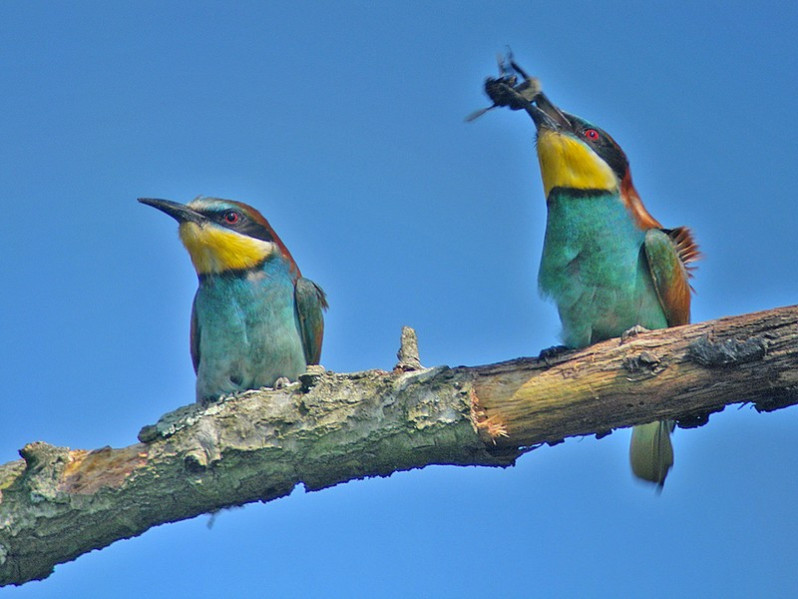 Merops apiaster adultes