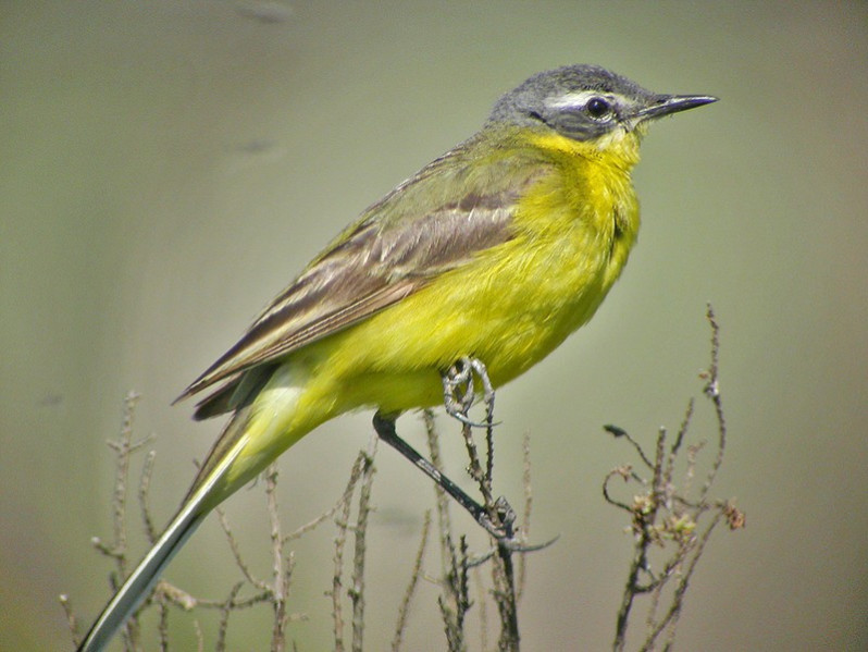 Motacilla flava adulte