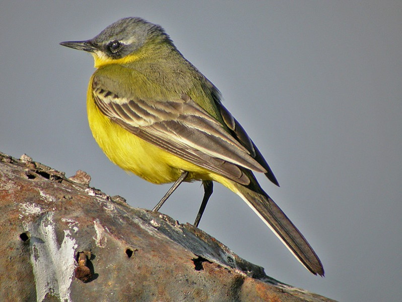 Motacilla flava adulte