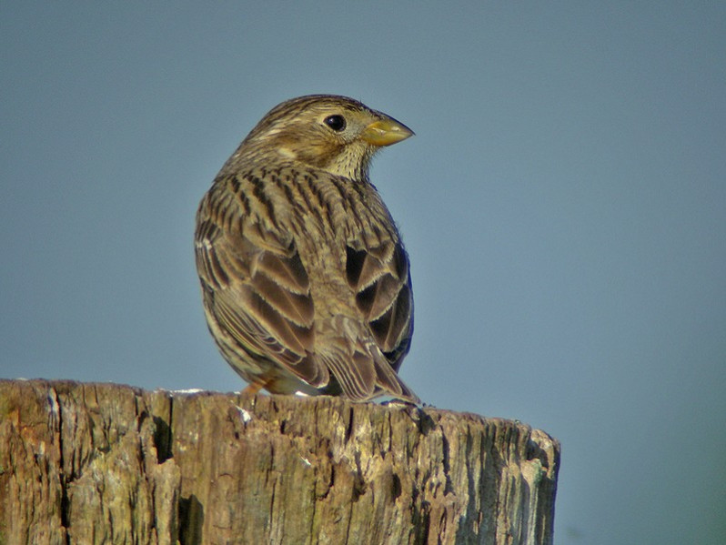 Emberiza calandra adulte