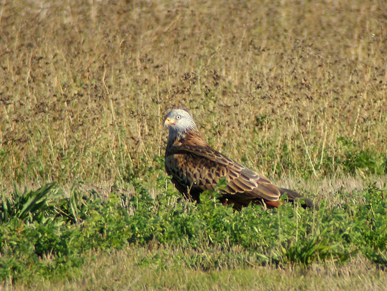 Milvus milvus adulte