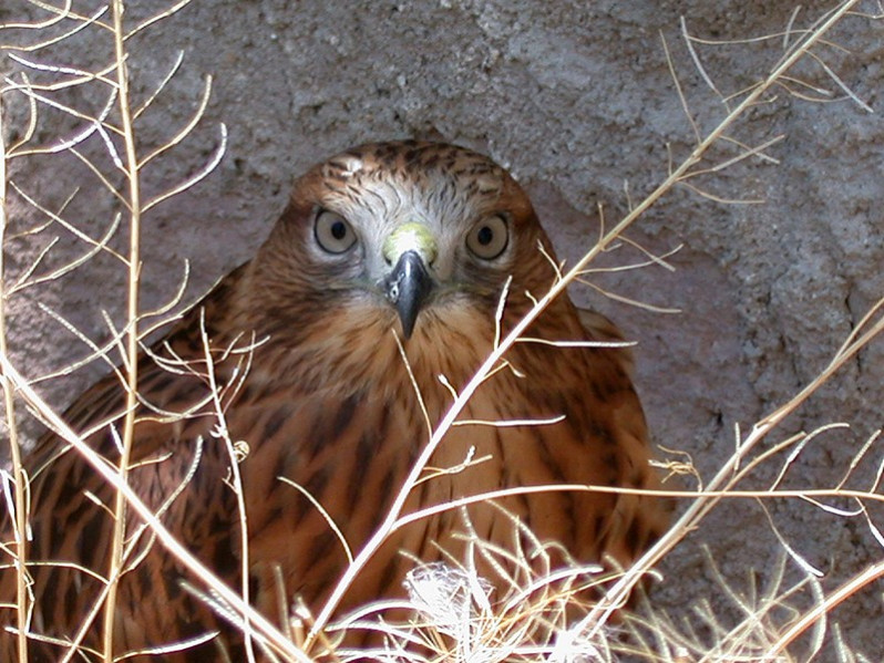 Milvus milvus adulte