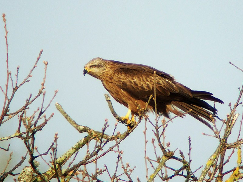 Milvus migrans adulte