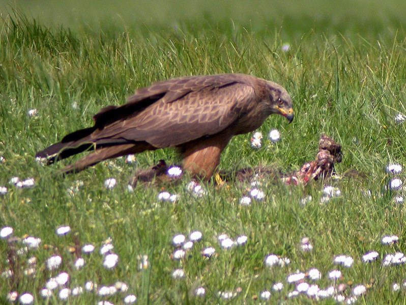 Milvus migrans adulte