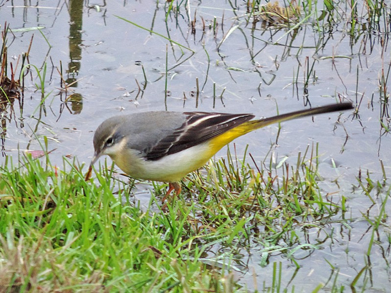 Motacilla cinerea adulte