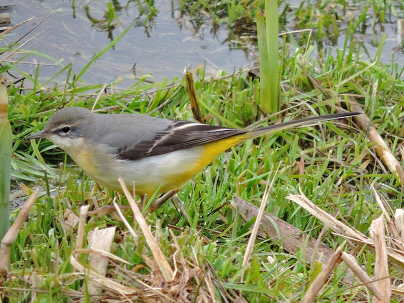 Motacilla cinerea adulte
