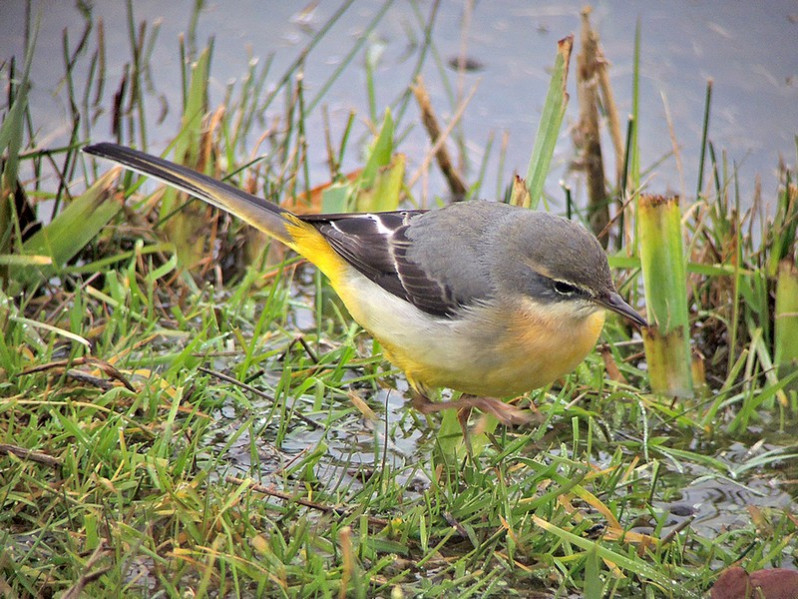 Motacilla cinerea adulte