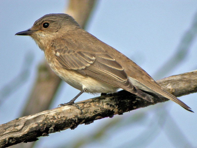 Muscicapa striata adulte