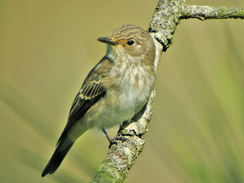 Muscicapa striata adulte