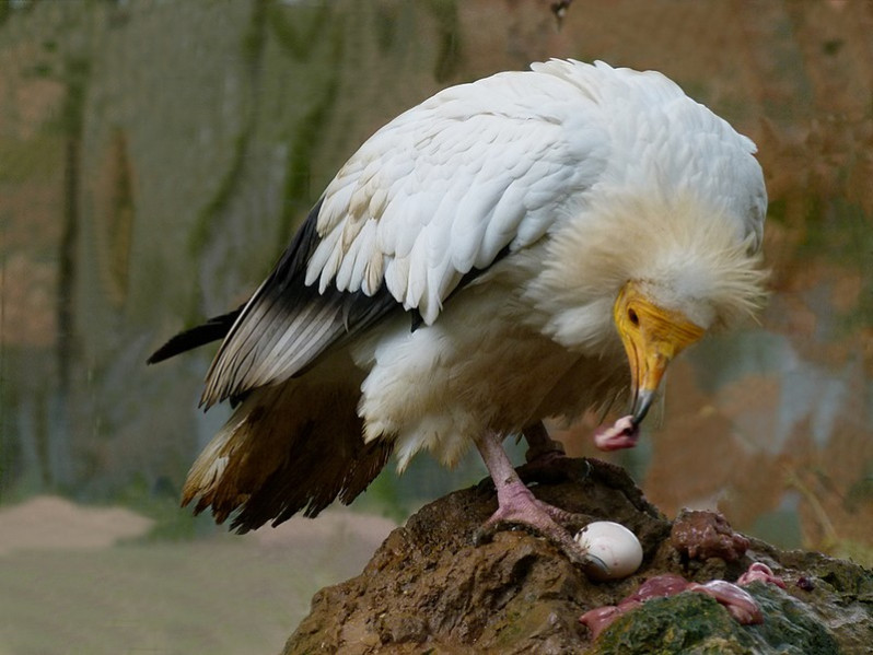 Neophron percnopterus adulte