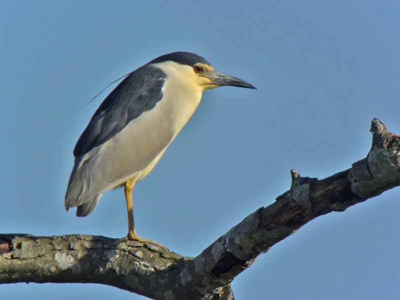 Nycticorax nycticorax adulte