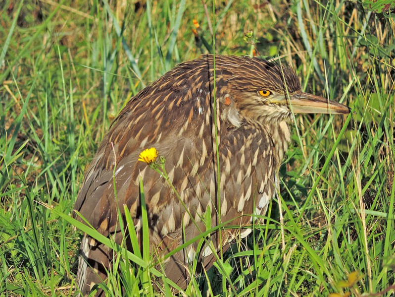 Nycticorax nycticorax immature