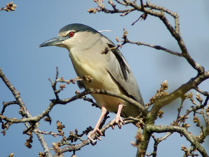 Nycticorax nycticorax adulte