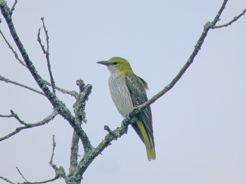 Oriolus oriolus juvénile