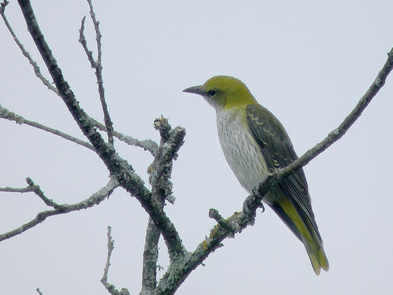 Oriolus oriolus juvénile
