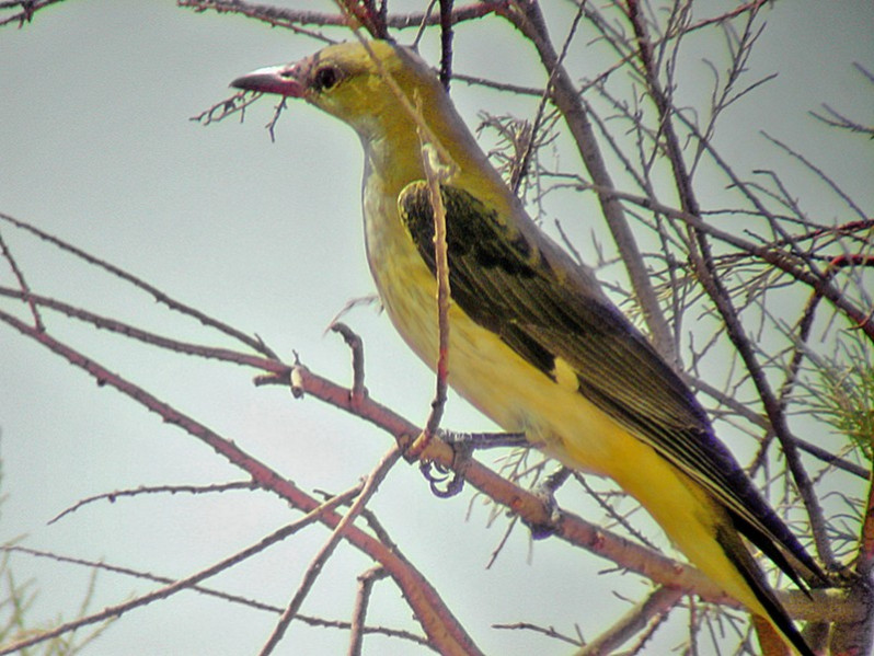 Oriolus oriolus femelle