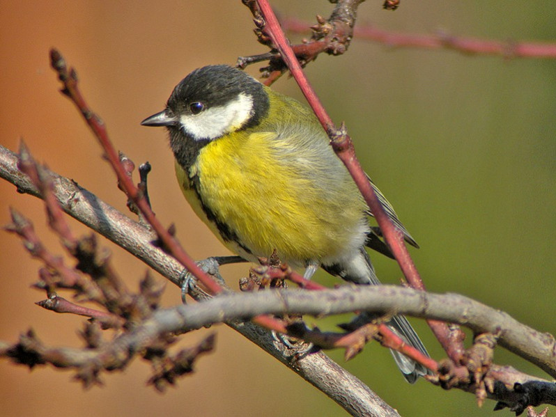 Parus major juvénile
