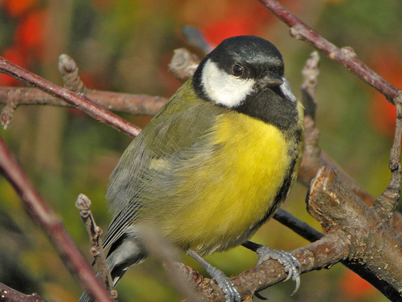 Parus major juvénile