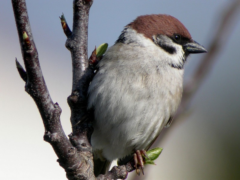 Passer montanus adulte