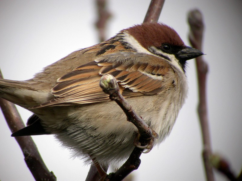 Passer montanus adulte